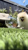 Paris tiny girl, a female Pomeranian for sale in San Diego, CA – 3 of 9