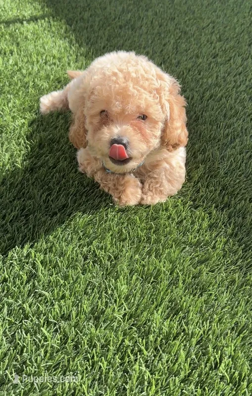 Thor LB  HB – Poodle - Toy , Bichpoo puppy for sale in San Diego, CA
