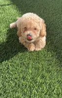 Thor LB  HB, a female Poodle - Toy  and Bichpoo for sale in San Diego, CA – 1 of 6