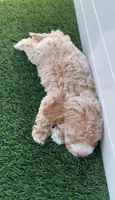 Happy 💛 Adorable Bichpoo Puppy | Designer Companion, a male Poodle - Toy  and Bichpoo for sale in San Diego, CA – 3 of 10