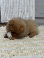 Hazel fluffy happy active puppy , a female Pomeranian for sale in San Diego, CA – 3 of 10