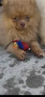 Chocolate Happy baby girl  ready now DNA tested , a female Pomeranian for sale in San Diego, CA – 9 of 10