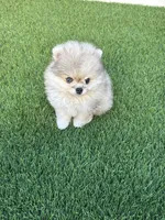 🐻 Tiny Teddy Bear Pomeranian Boy | Sweet & Cuddly, a male Pomeranian for sale in San Diego, CA – 8 of 9