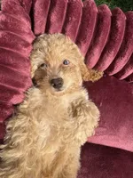 Champ baby boy, a male Poodle - Toy  and Bichpoo for sale in San Diego, CA – 7 of 10