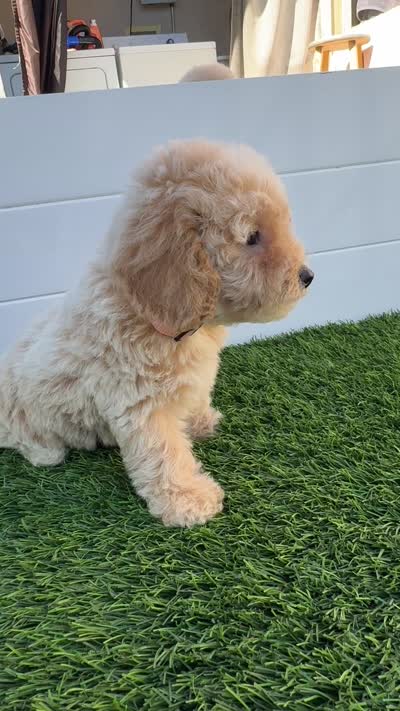 Peaches 🍑 Adorable Bichpoo Puppy , a female Poodle - Toy  and Bichpoo for sale in San Diego, CA – 9 of 9