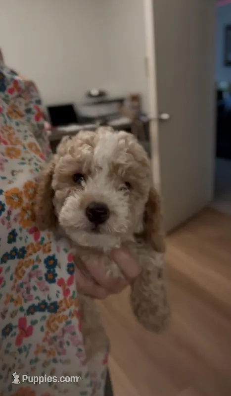 Blue Boy – Bichon Frise, Poodle - Toy  puppy for sale in San Diego, CA
