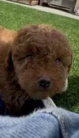 Mother's day special! AKC Baby blue boy , a male Poodle - Toy  for sale in San Diego, CA – Photo 3 of 10