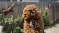 Mother's day special! AKC Baby blue boy , a male Poodle - Toy  for sale in San Diego, CA – Photo 5 of 10