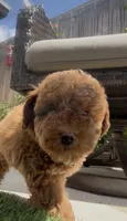 Mother's day special! AKC Baby blue boy , a male Poodle - Toy  for sale in San Diego, CA – Photo 4 of 10