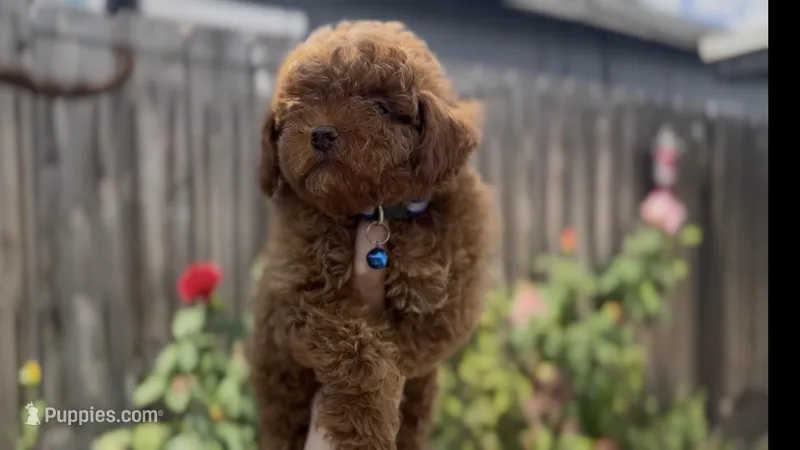 Mother's day special! AKC Baby blue boy  – Poodle - Toy  puppy for sale in San Diego, CA