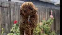 Mother's day special! AKC Baby blue boy , a male Poodle - Toy  for sale in San Diego, CA – Photo 1 of 10