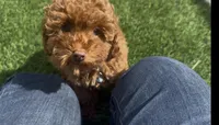 Mother's day special! AKC Baby blue boy , a male Poodle - Toy  for sale in San Diego, CA – Photo 7 of 10