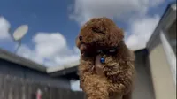 Mother's day special! AKC Baby blue boy , a male Poodle - Toy  for sale in San Diego, CA – Photo 2 of 10