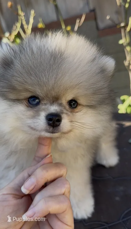 Blue eyes merle pomeranian boy  – Pomeranian puppy for sale in San Diego, CA