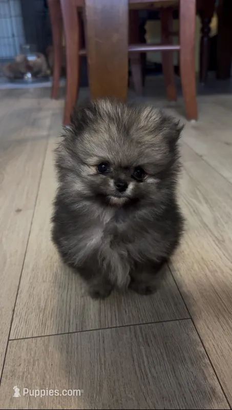 super small baby teddy bear face – Pomeranian puppy for sale in San Diego, CA