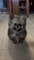 super small baby teddy bear face, a male Pomeranian for sale in San Diego, CA – Photo 1 of 8