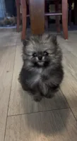 super small baby teddy bear face, a male Pomeranian for sale in San Diego, CA – Photo 5 of 8