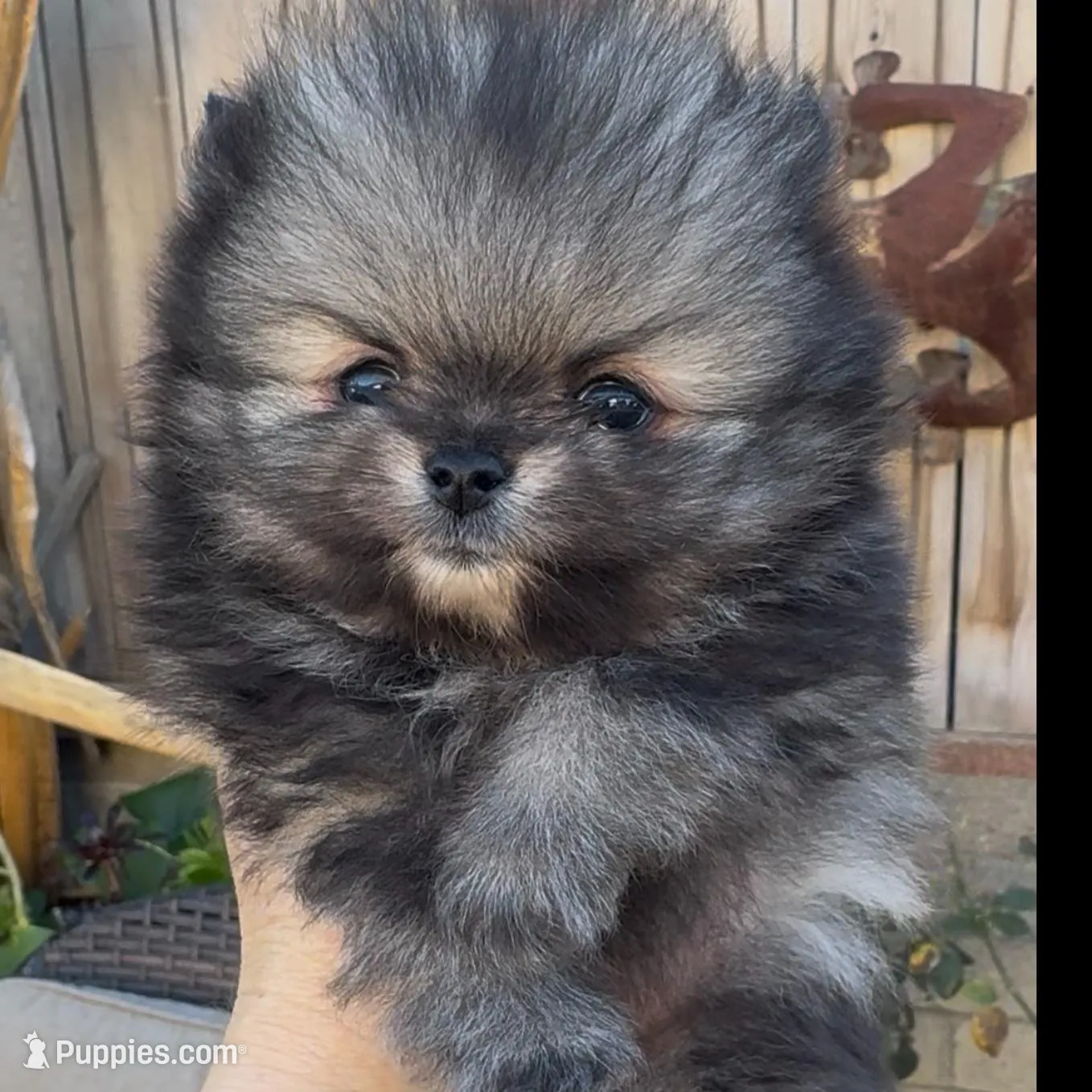 super small baby teddy bear face, a male Pomeranian for sale in San Diego, CA – Photo 6 of 8