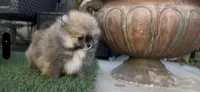 Baby Tiny prince , a male Pomeranian for sale in San Diego, CA – Photo 5 of 10