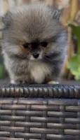 Baby Tiny prince , a male Pomeranian for sale in San Diego, CA – Photo 1 of 10