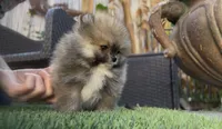 Baby Tiny prince , a male Pomeranian for sale in San Diego, CA – Photo 9 of 10