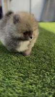 Baby Tiny prince , a male Pomeranian for sale in San Diego, CA – Photo 3 of 10