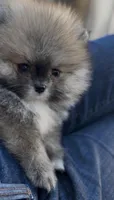 Baby Tiny prince , a male Pomeranian for sale in San Diego, CA – Photo 2 of 10