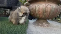 Baby Tiny prince , a male Pomeranian for sale in San Diego, CA – Photo 10 of 10