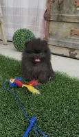teddy bear face AKC full rights super tiny, a male Pomeranian for sale in San Diego, CA – 7 of 9