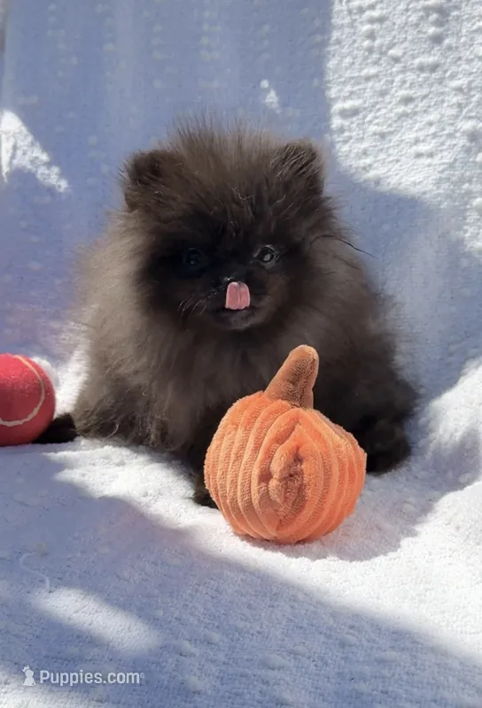 Thor AKC playful and calm puppy – Pomeranian puppy for sale in San Diego, CA