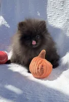 Thor AKC playful and calm puppy, a male Pomeranian for sale in San Diego, CA – 1 of 7