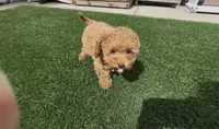 Tiny Red girl bichpoo , a female Poodle - Toy  and Bichpoo for sale in San Diego, CA – 2 of 5