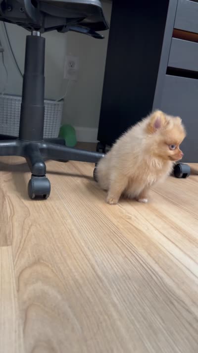 Rare Embark DNA Tested Chocolate Sable Merle Female Pomeranian, a female Pomeranian for sale in San Diego, CA – 9 of 9