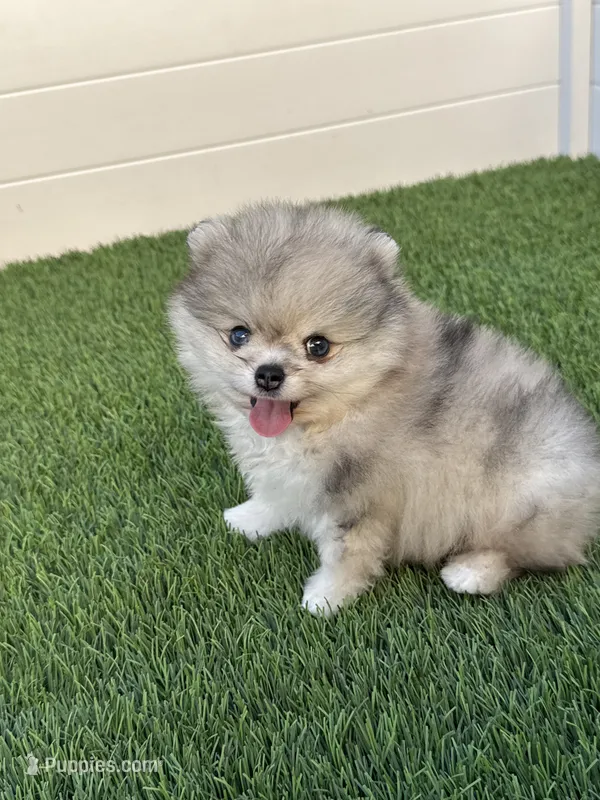 🐻 Tiny Teddy Bear Pomeranian Boy | Sweet & Cuddly – Pomeranian puppy for sale in San Diego, CA