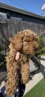 AKC BEAUTIFUL boy READY SOON, a male Poodle - Miniature  for sale in San Diego, CA – Photo 10 of 10