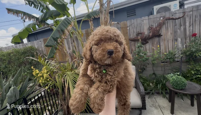AKC BEAUTIFUL boy READY SOON – Poodle - Miniature  puppy for sale in San Diego, CA