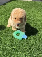 Grizzly 🤎 Adorable Puppy | Designer puppy, a male Bichpoo for sale in San Diego, CA – 7 of 10