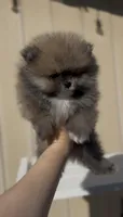 Baby Tiny prince , a male Pomeranian for sale in San Diego, CA – Photo 2 of 10