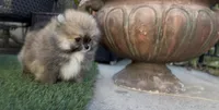 Baby Tiny prince , a male Pomeranian for sale in San Diego, CA – Photo 8 of 10