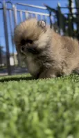 Baby Tiny prince , a male Pomeranian for sale in San Diego, CA – Photo 9 of 10