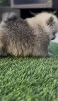 Baby Tiny prince , a male Pomeranian for sale in San Diego, CA – Photo 5 of 10