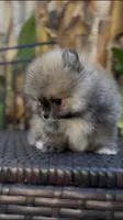 Baby Tiny prince , a male Pomeranian for sale in San Diego, CA – Photo 7 of 10