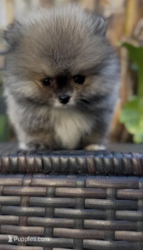 Baby Tiny prince  – Pomeranian puppy for sale in San Diego, CA