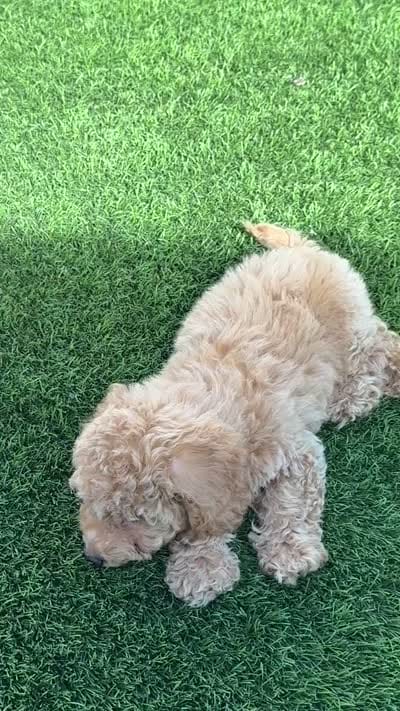 Miko 💙 Adorable Puppy | ready to go home now, a male Bichpoo for sale in San Diego, CA – 10 of 10
