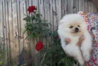 super small toy girl potty training , a female Pomeranian for sale in San Diego, CA – 5 of 7