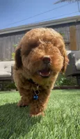 baby boy ready to go home , a male Poodle - Toy  for sale in San Diego, CA – 2 of 3