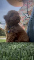 baby boy ready to go home , a male Poodle - Toy  for sale in San Diego, CA – 1 of 3