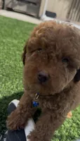 baby boy ready to go home , a male Poodle - Toy  for sale in San Diego, CA – 3 of 3