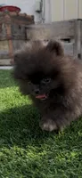 AKC shadow tiny baby boy , a male Pomeranian for sale in San Diego, CA – 6 of 10