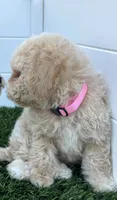 Lily P, a female Poodle - Toy  and Bichpoo for sale in San Diego, CA – 2 of 8